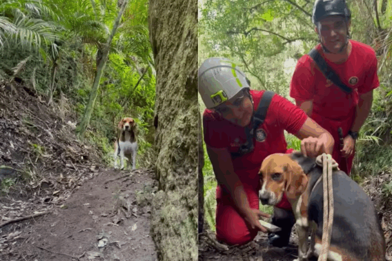 VÍDEO: Cachorro cai de penhasco e é resgatado pelo Corpo de Bombeiros em PG