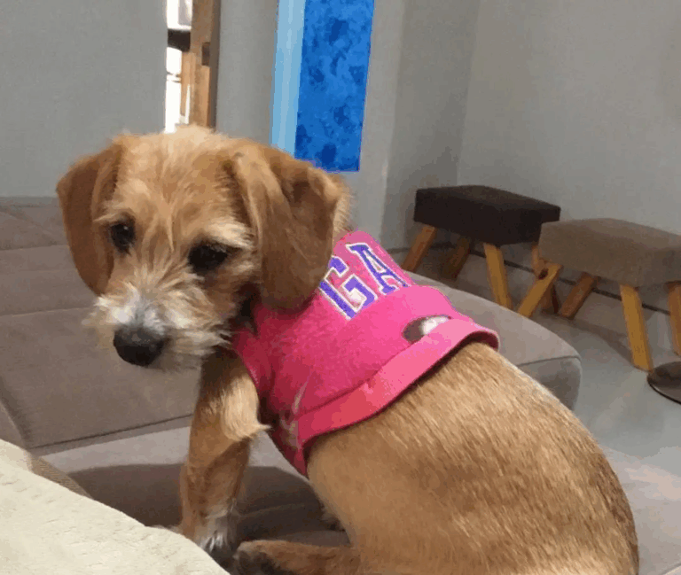 Tutora do cãozinho atropelado e jogado em caminhão de lixo depõe à Polícia Civil; veja as imagens do incidente