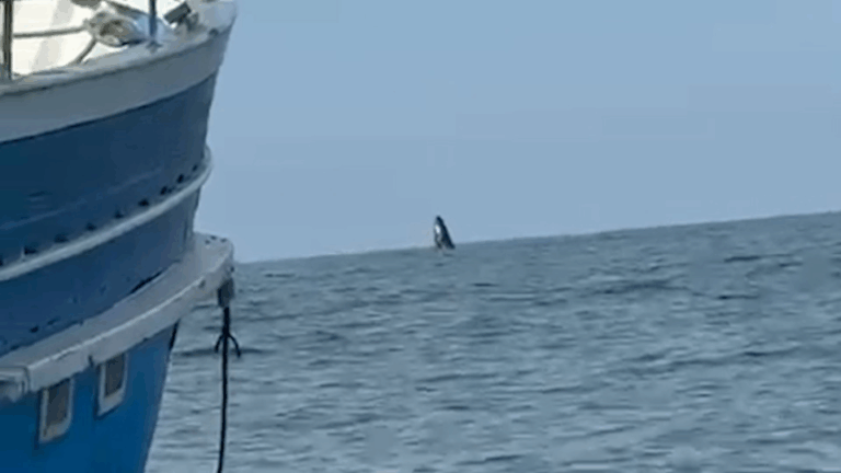 Vídeo: Baleia é flagrada por empresário em alto-mar em Guaratuba