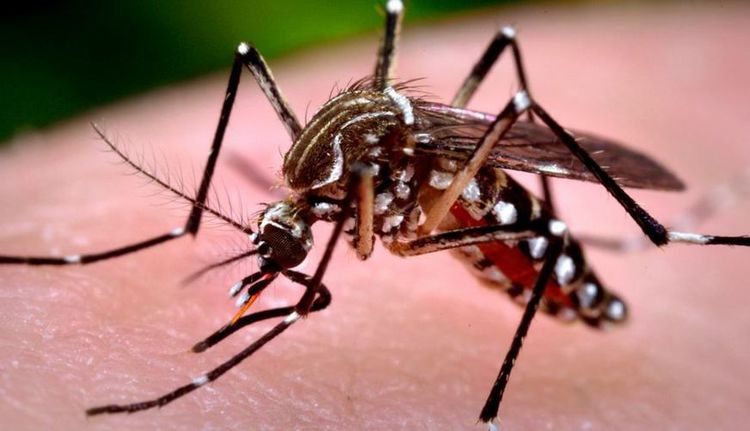 Boletim semanal da dengue confirma mais 6.593 casos e 10 óbitos no Paraná