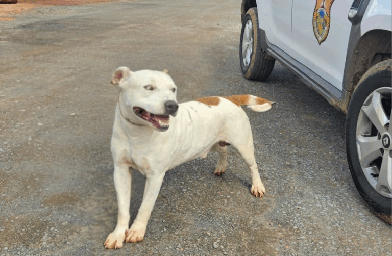 Pit Bull ataca e mata outro animal em via pública em Ponta Grossa
