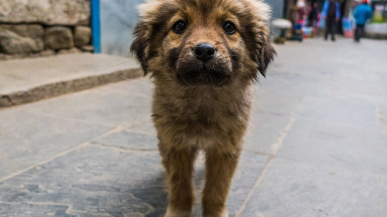 OAB cobra retomada de castrações em Ponta Grossa; prefeitura nega interrupção