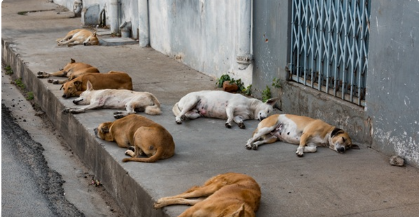 Suspeita de irregularidades leva à suspensão do processo para retomada do serviço de castração de animais em Ponta Grossa