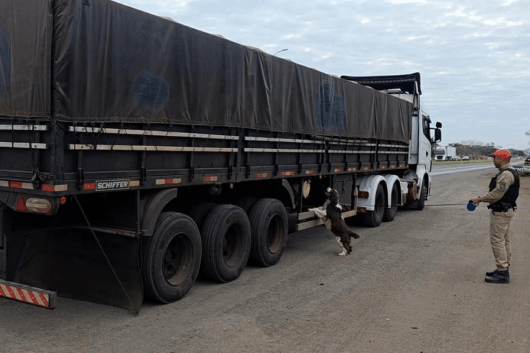 Com ajuda de cão, Polícia Militar intercepta 1 tonelada de maconha em caminhão de arroz