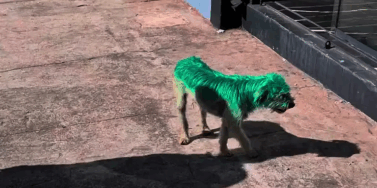 Polícia investiga caso do cãozinho pintado de verde em PG