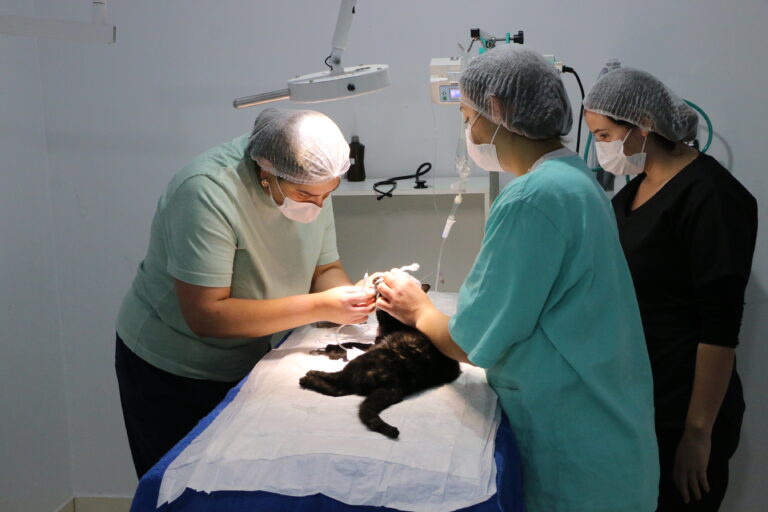 Convênio com clínicas particulares prevê cerca de 600 castrações nos próximos seis meses em Castro