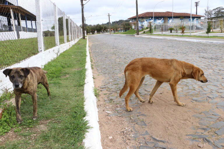 Castro busca regulamentação de lei que prevê multa a tutores de cães soltos na rua