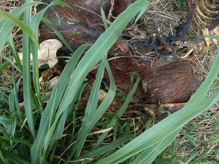 Capivara é encontrada morta e mutilada próximo ao Lago de Olarias