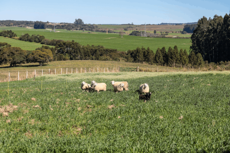 Ratinho Junior sanciona lei que prevê ampliação do acesso à internet na área rural