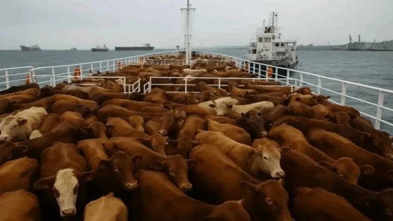 Navio com cerca de 3 mil vacas à beira da morte retorna ao Uruguai