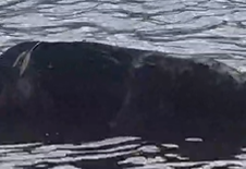 VÍDEO: Cachorro é encontrado morto no Lago de Olarias, em Ponta Grossa
