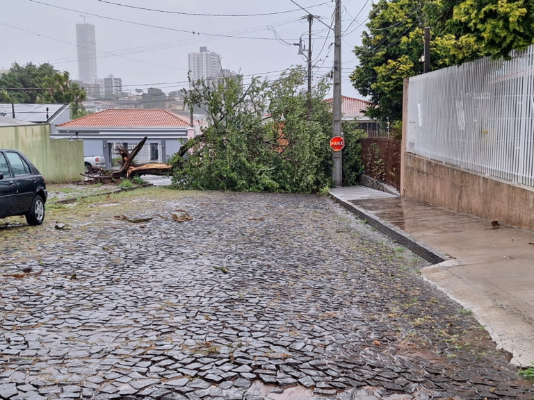 Tempestade derruba árvores e deixa bairros sem luz em PG