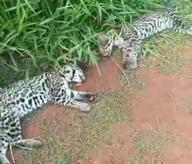 Filhotes de jaguatirica morrem atropelados em rodovia no Paraná