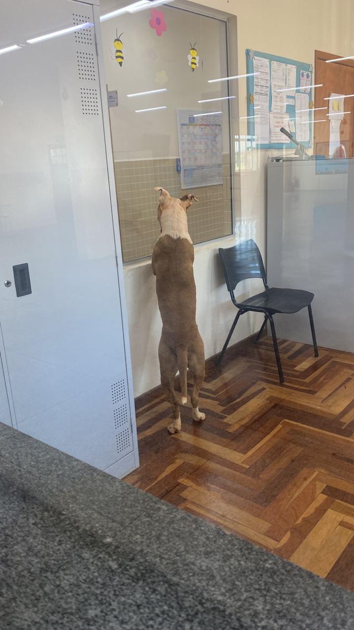 Dono de pitbull que entrou em colégio de PG responderá por omissão de cautela