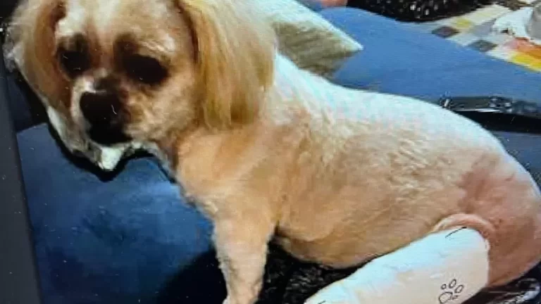 Hospital veterinário é condenado após operar pata errada de cadelinha idosa