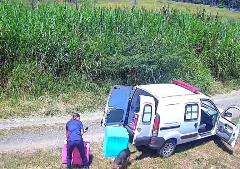 ‘Clinicão’ tem contrato suspenso pelo Estado após irregularidades em programa de castração, diz ofício