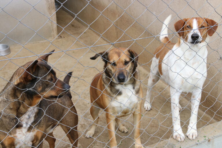 Castro abre inscrições para castração gratuita de cerca de 600 cães e gatos
