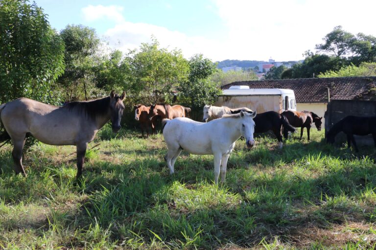 Prefeitura de Castro apreende cavalos soltos e convoca proprietários para retirada imediata
