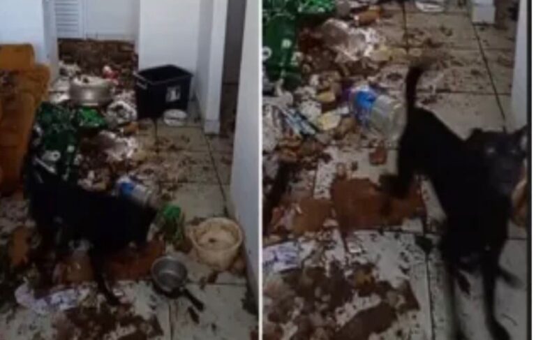 VÍDEO: cães são mantidos em situação de abandono e sujeira dentro de imóvel em Ponta Grossa