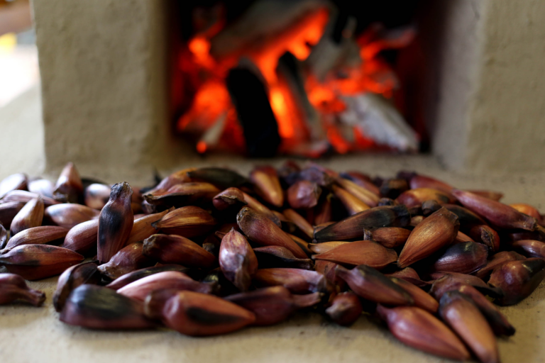 Temporada do pinhão começa nesta quarta-feira em todo o Paraná