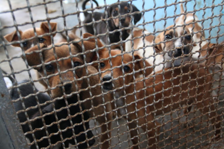 Justiça garante acesso do Conselho de Defesa Animal a unidades ligadas ao CRAR em Ponta Grossa