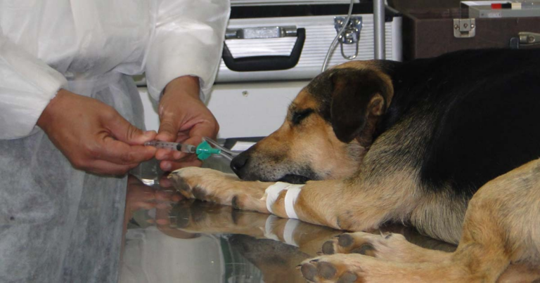 Marcelo Rangel e Mabel Canto propõem novo protocolo de anestesia para proteger animais em castrações no Paraná