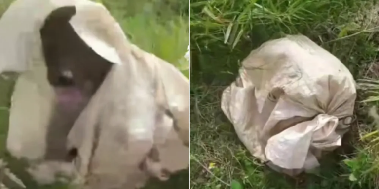 Cachorro é resgatado após ser abandonado dentro de saco plástico em PG