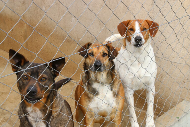 Castro inicia projeto de microchipagem para criar banco de dados dos animais do município