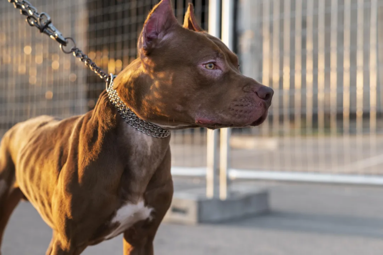 Cães da raça pitbull podem ser proibidos no Brasil